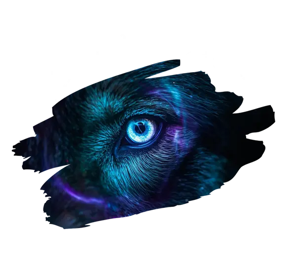 Wild Vision Prints | Custom T-Shirts in Idaho