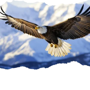 Isaiah 40:31 White no verse